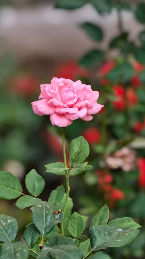 Vibrant pink rose blooming amidst lush green leaves in an outdoor garden setting.