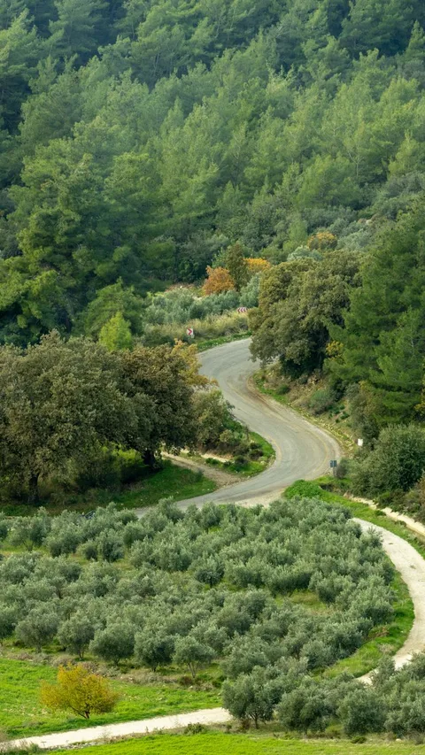 Aerial view of a winding road meandering through a lush green forest and fields.