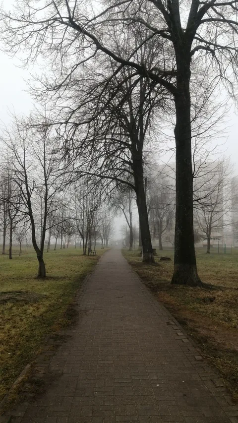 A serene foggy day in a park with a pathway lined by bare trees, creating a tranquil ambiance.